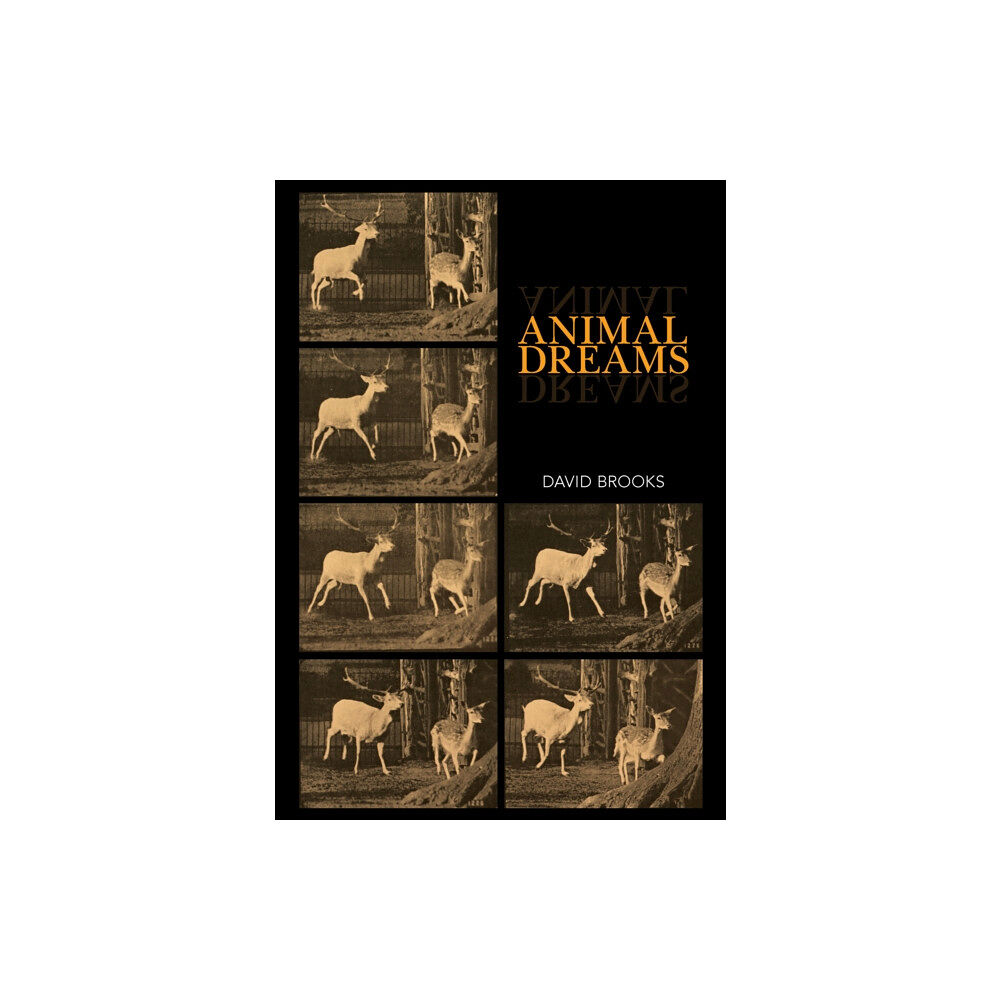 Sydney University Press Animal Dreams (häftad, eng)