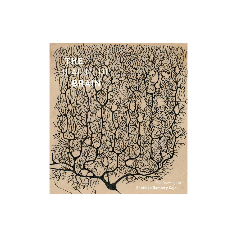 Abrams The Beautiful Brain (inbunden, eng)