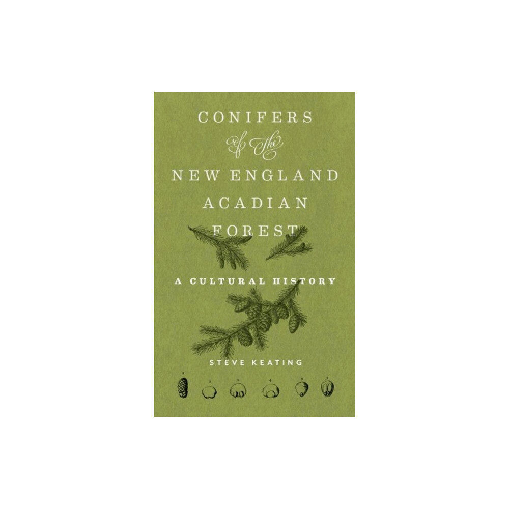 University of Massachusetts Press Conifers of the New England–Acadian Forest (häftad, eng)