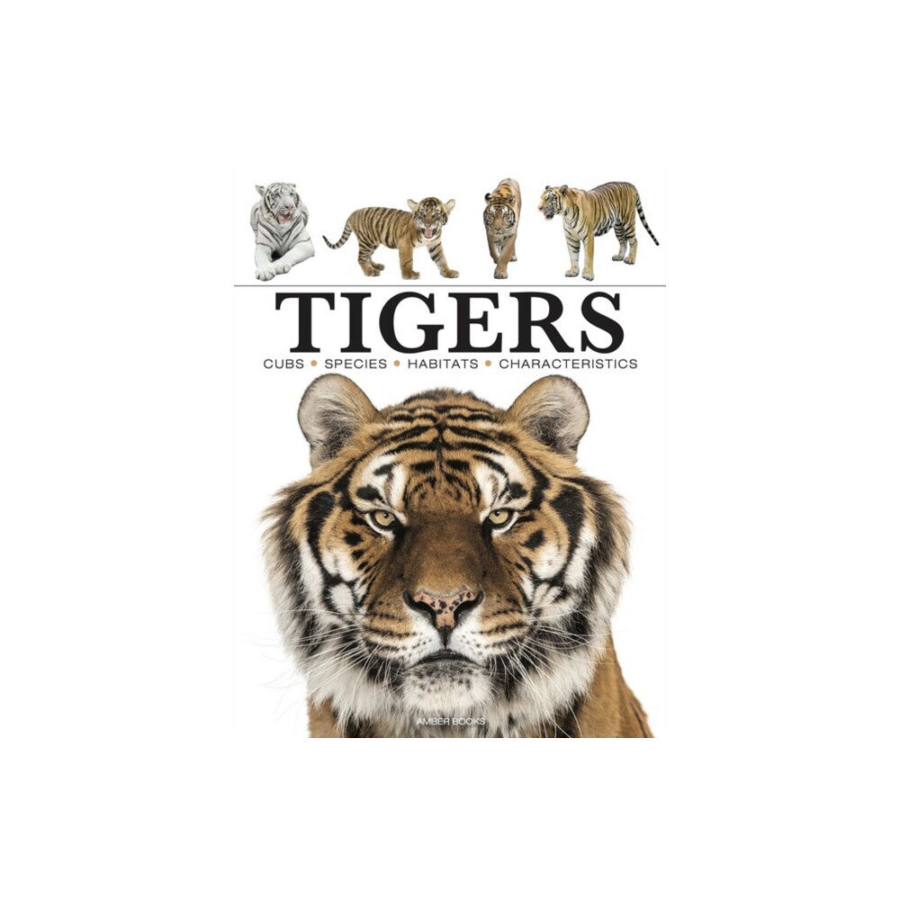 Amber Books Ltd Tigers (häftad, eng)