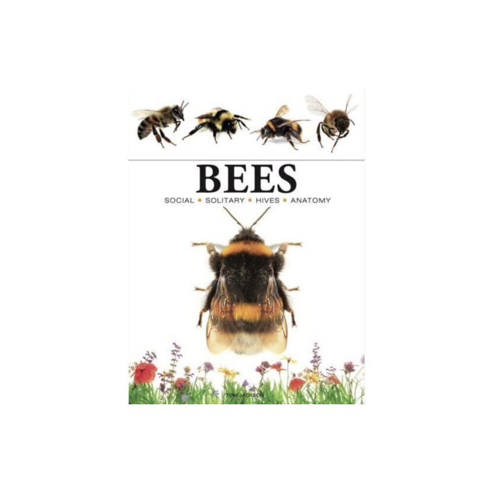 Amber Books Ltd Bees (häftad, eng)