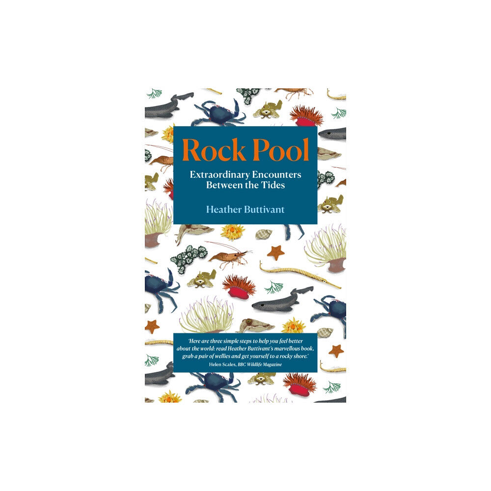 September Publishing Rock Pool (häftad, eng)