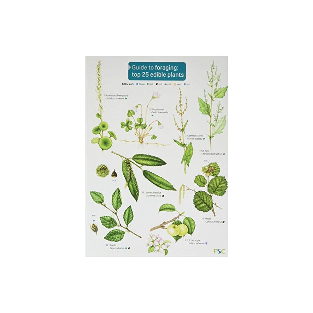 Field Studies Council Guide to Foraging: Top 25 Edible Plants (häftad, eng)