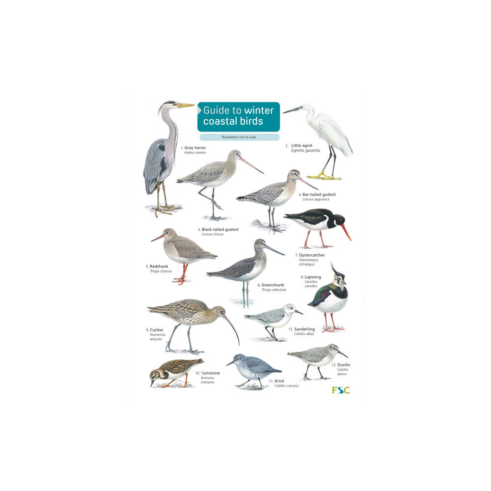 Field Studies Council Guide to winter coastal birds (häftad, eng)