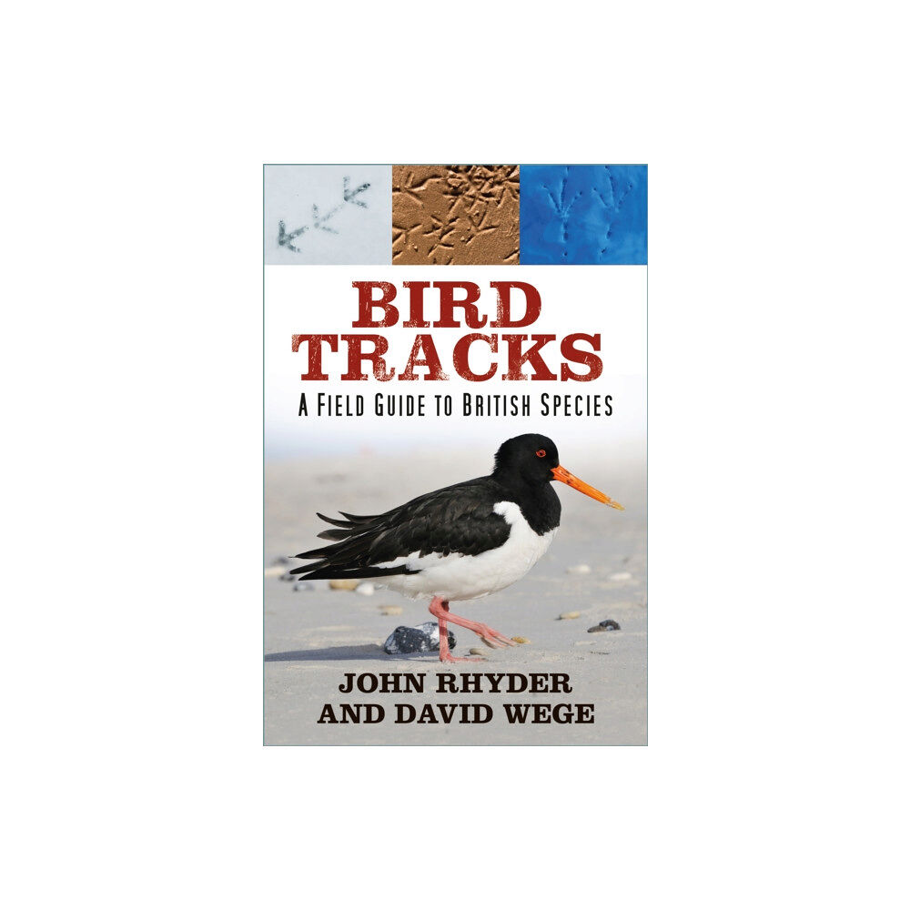 The History Press Ltd Bird Tracks (häftad, eng)