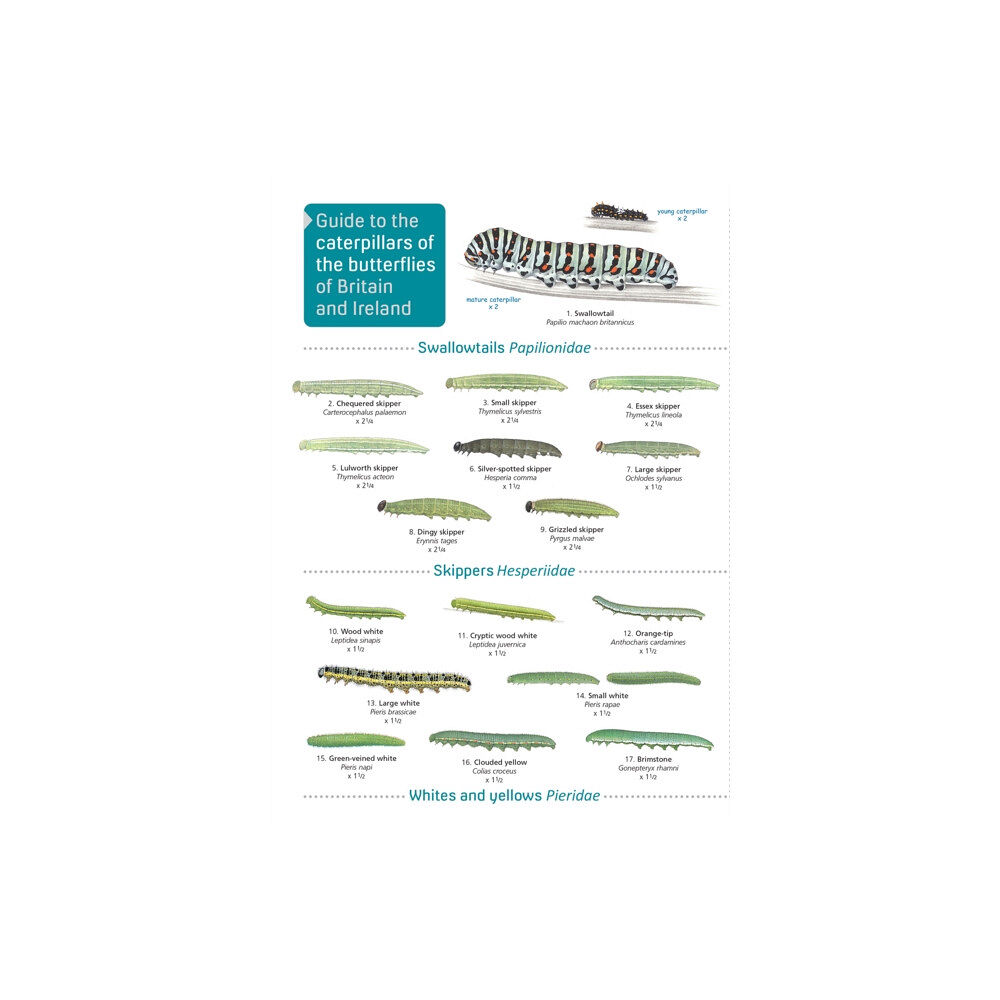 Field Studies Council Guide to caterpillars of the butterflies of Britain and Ireland (häftad, eng)