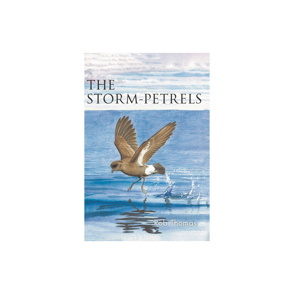 Bloomsbury Publishing PLC The Storm-petrels (häftad, eng)
