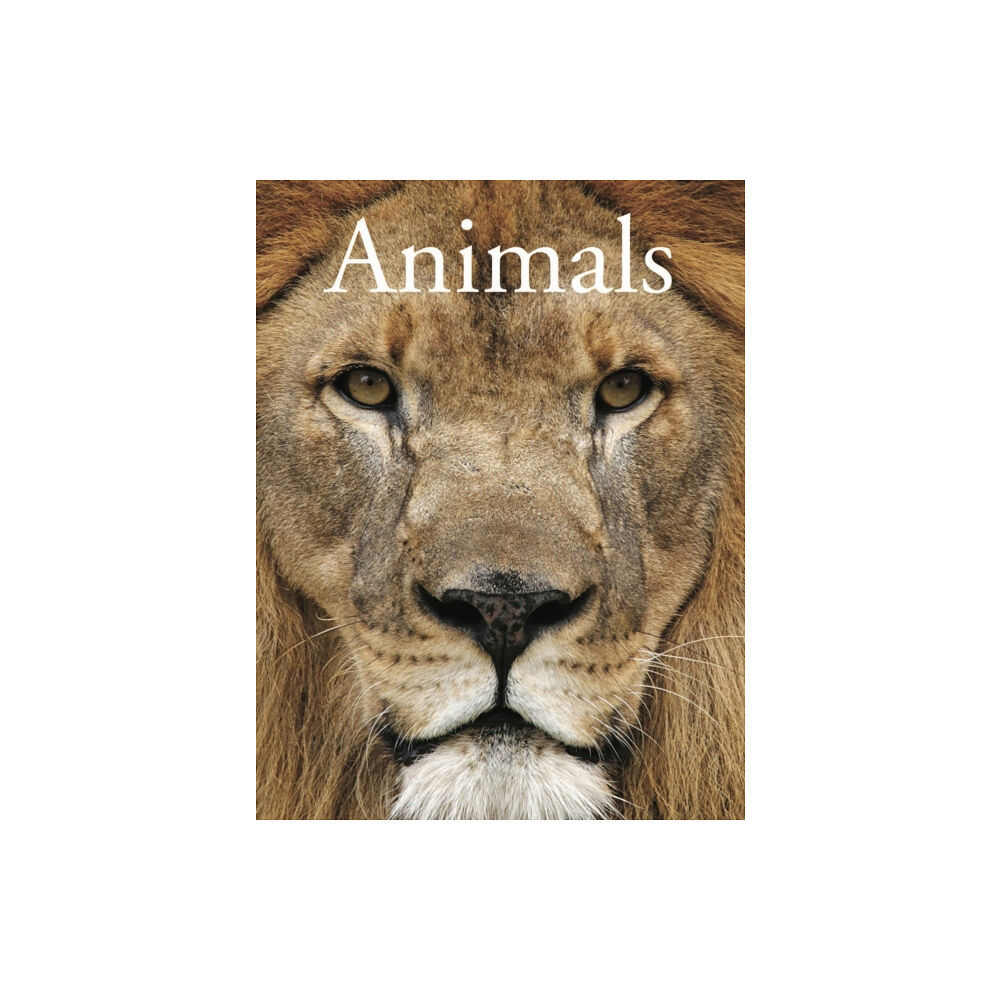 Amber Books Ltd Animals (häftad, eng)