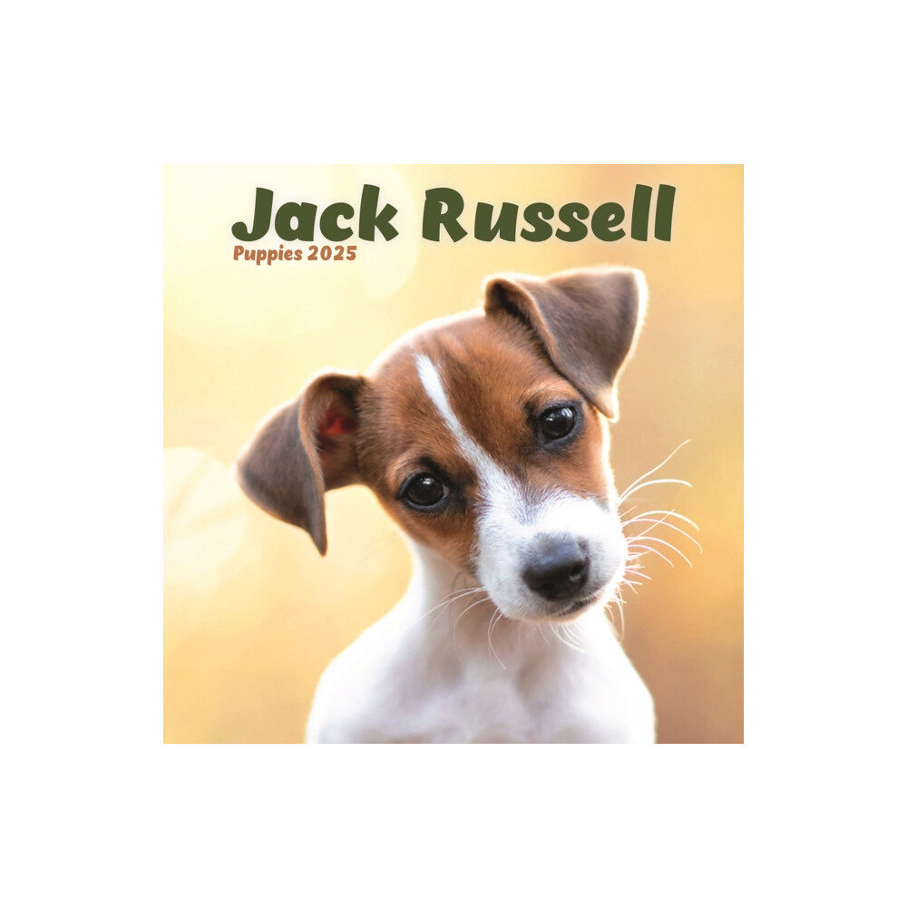 Avonside Publishing Ltd Jack Russell Puppies Square Mini Calendar 2025 (häftad, eng)