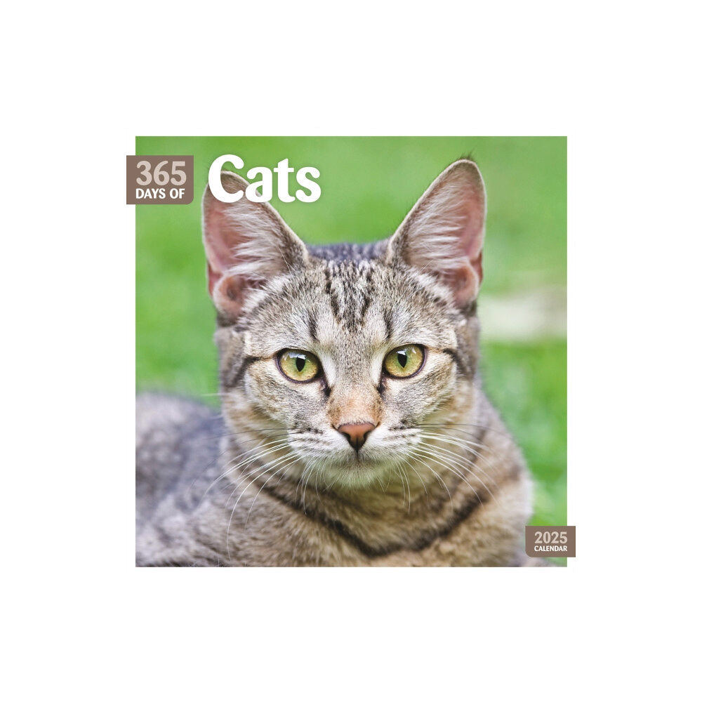 Carousel Calendars Cats 365 Days Square Wall Calendar 2025 (häftad, eng)