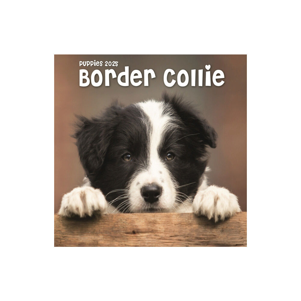 Avonside Publishing Ltd Border Collie Puppies Square Mini Calendar 2025 (häftad, eng)