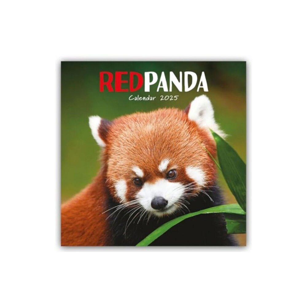 Carousel Calendars Red Pandas Square Wall Calendar 2025 (häftad, eng)