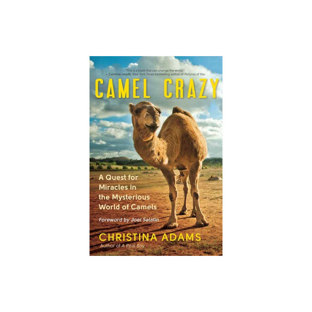 New World Library Camel Crazy (häftad, eng)