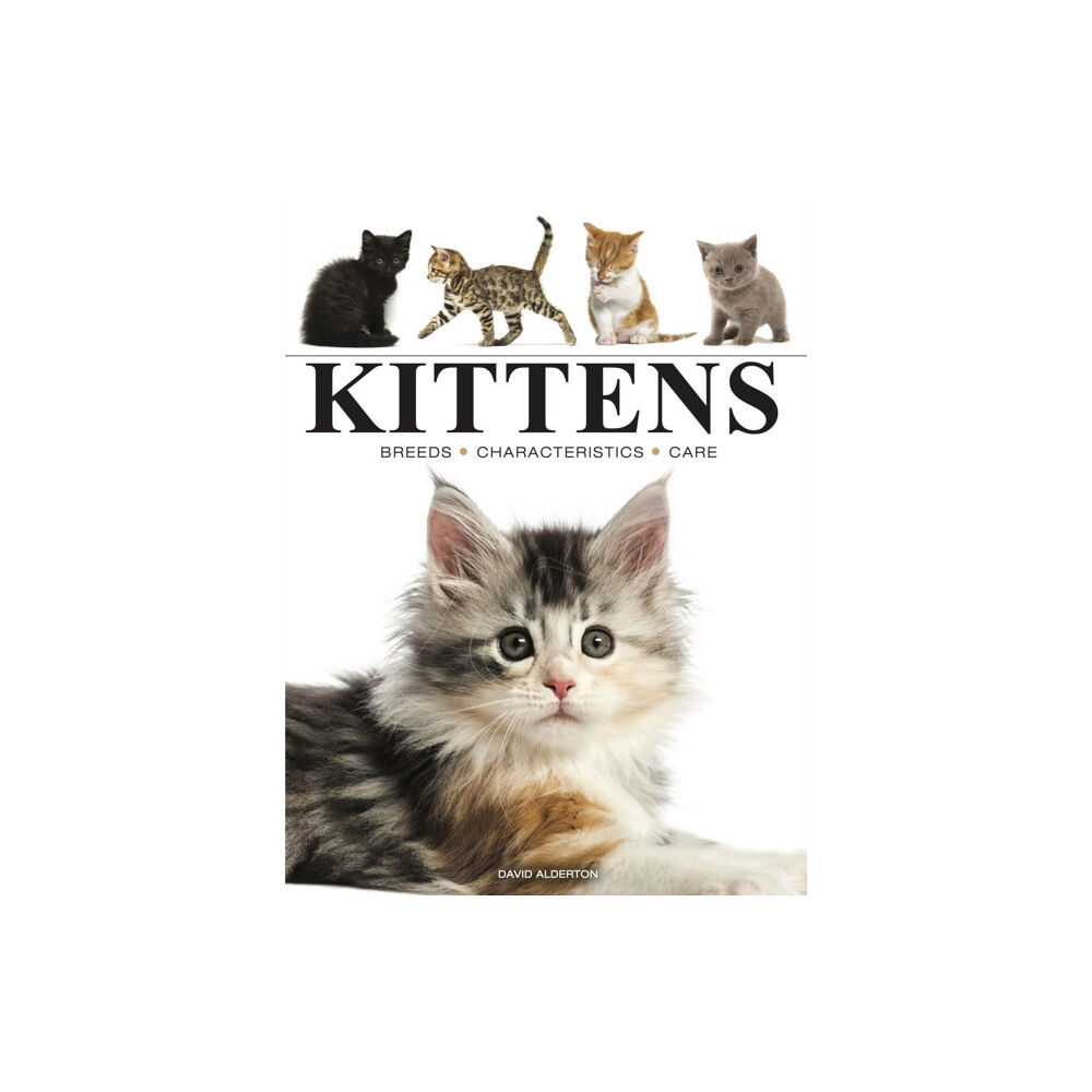 Amber Books Ltd Kittens (häftad, eng)