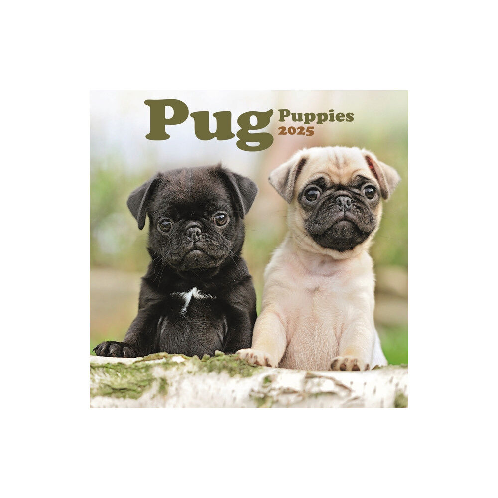 Avonside Publishing Ltd Pug Puppies Square Mini Calendar 2025 (häftad, eng)