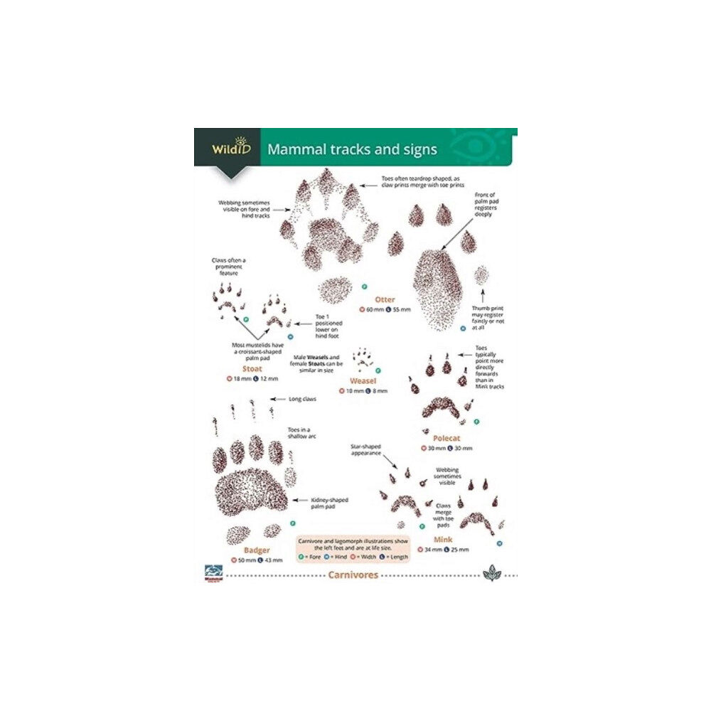 Field Studies Council Mammal tracks and signs (häftad, eng)