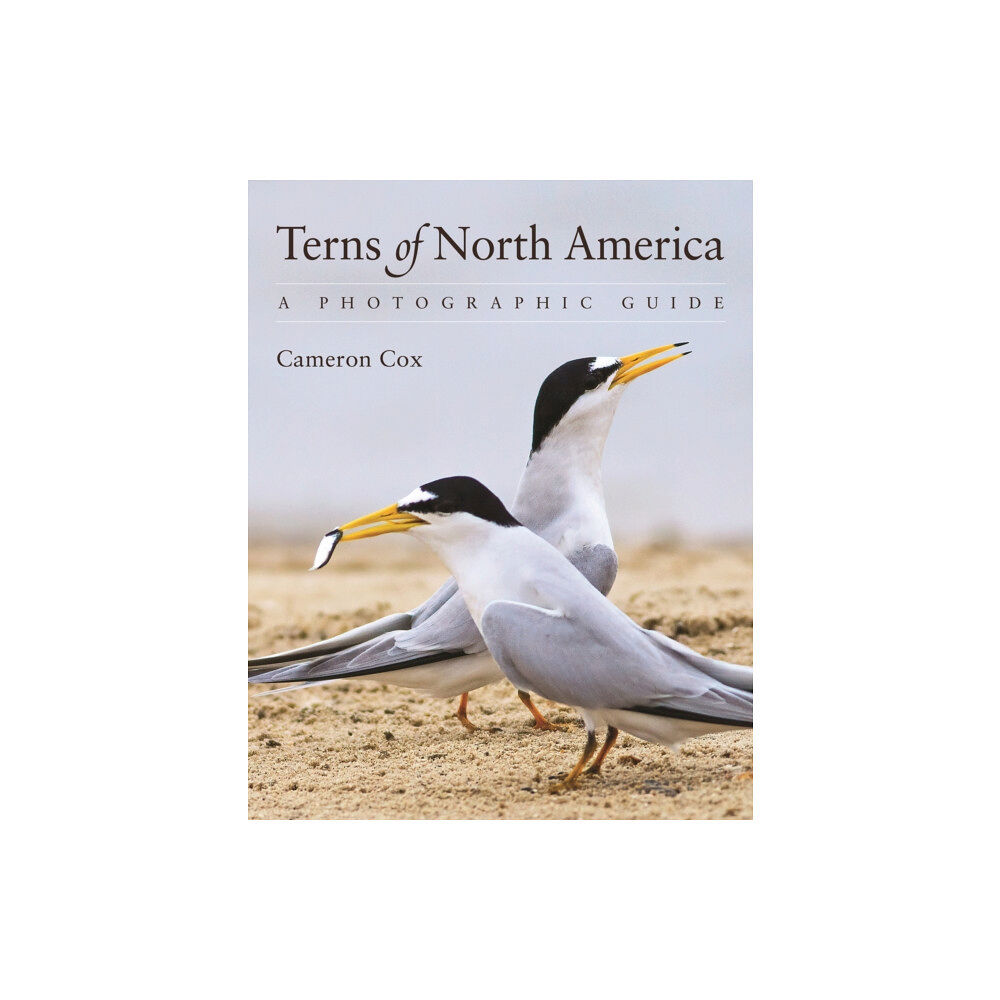 Princeton University Press Terns of North America (häftad, eng)