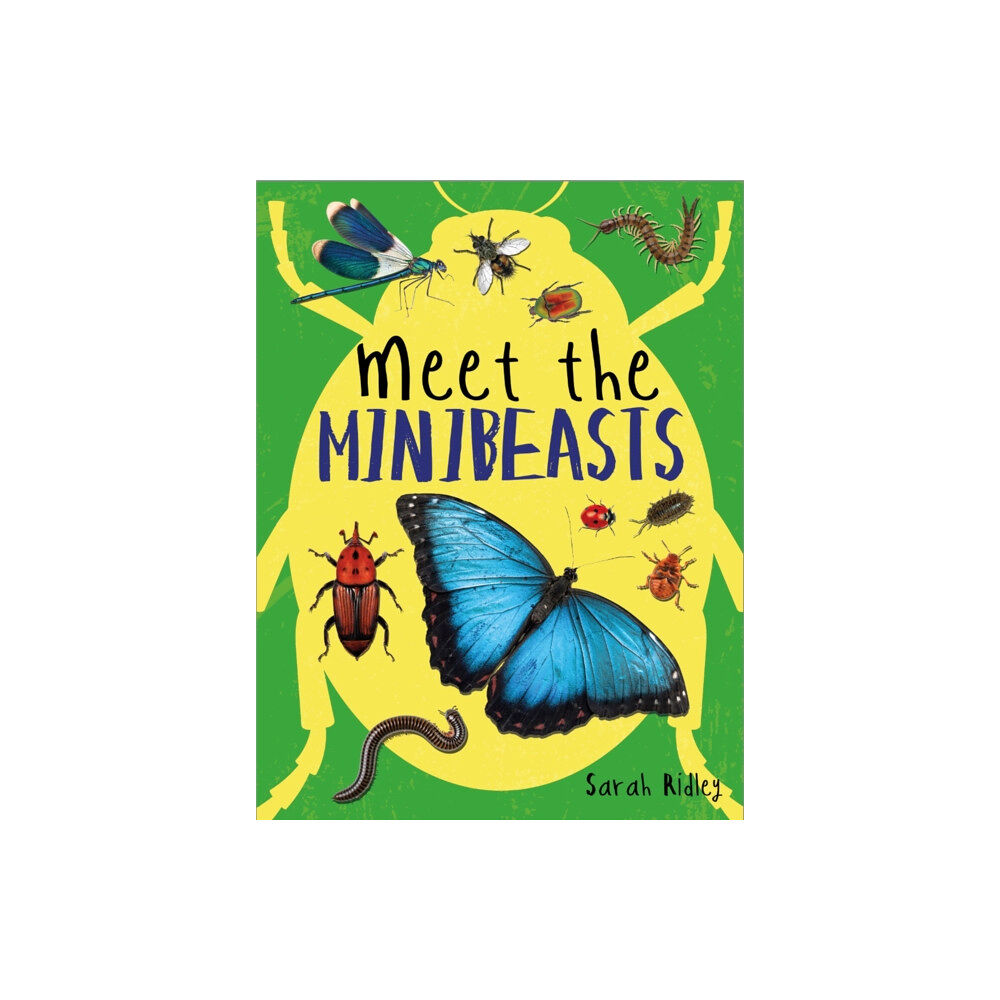 Hachette Children's Group Meet the Minibeasts (inbunden, eng)