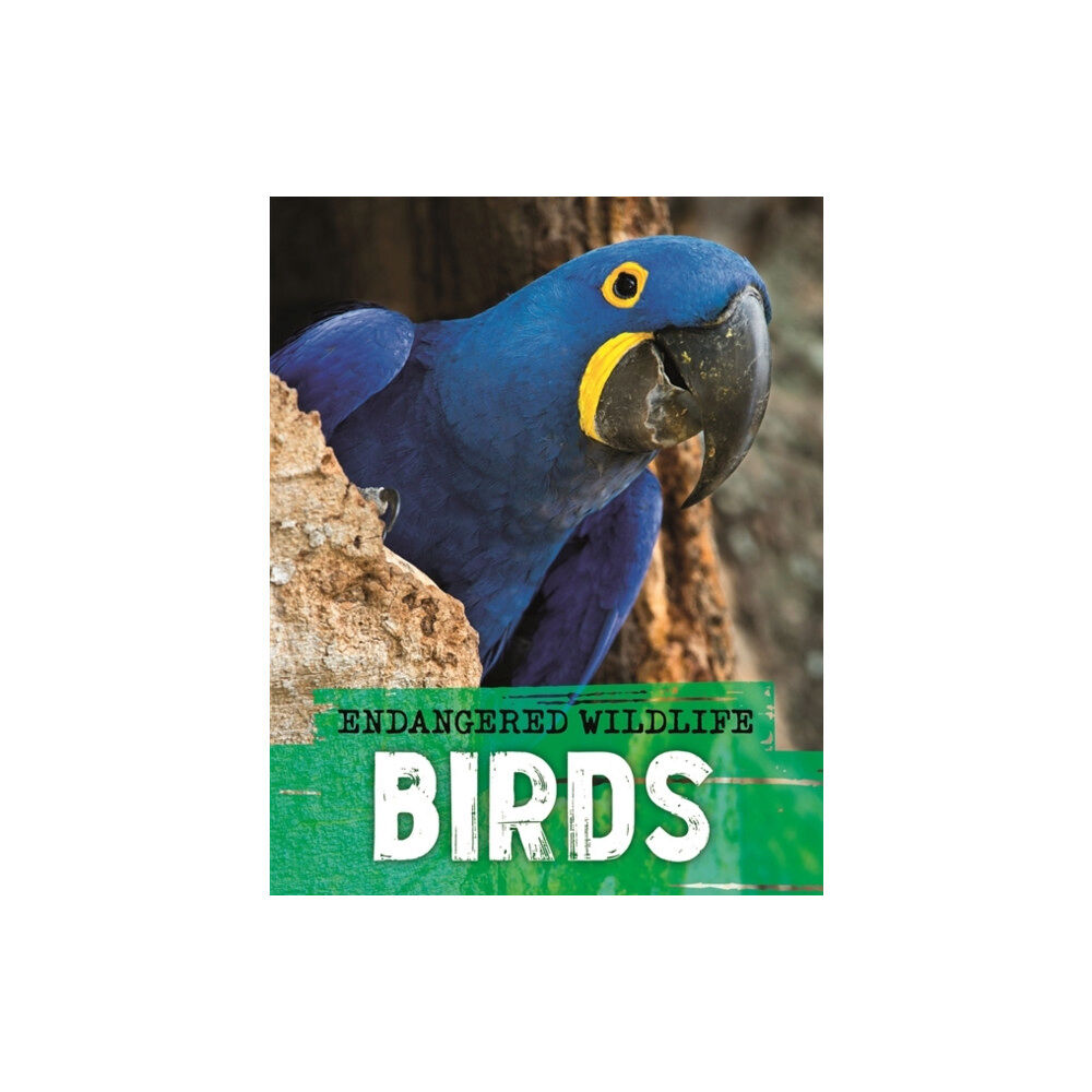 Hachette Children's Group Endangered Wildlife: Rescuing Birds (häftad, eng)