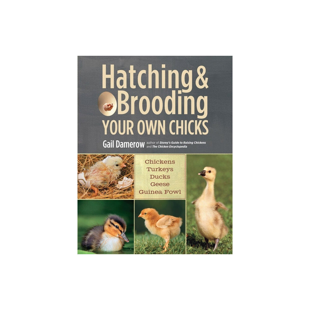 Workman Publishing Hatching & Brooding Your Own Chicks (häftad, eng)