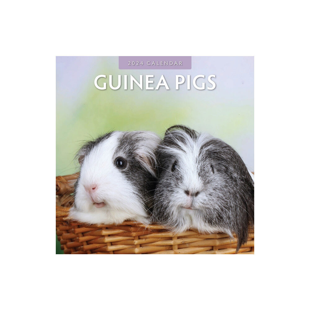 Red Robin Publishing Ltd. Guinea Pigs 2024 Square Wall Calendar (häftad, eng)