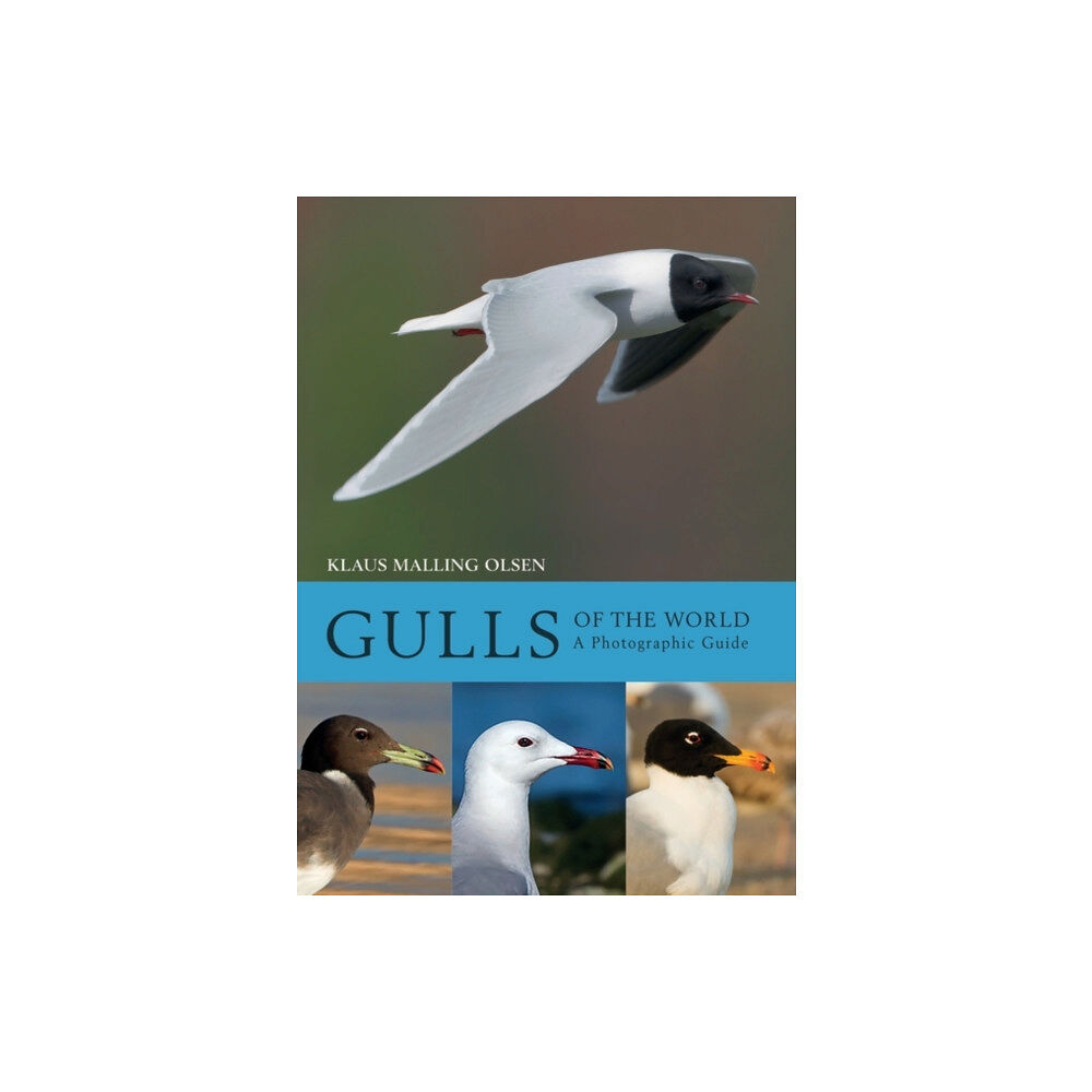Bloomsbury Publishing PLC Gulls of the World (inbunden, eng)