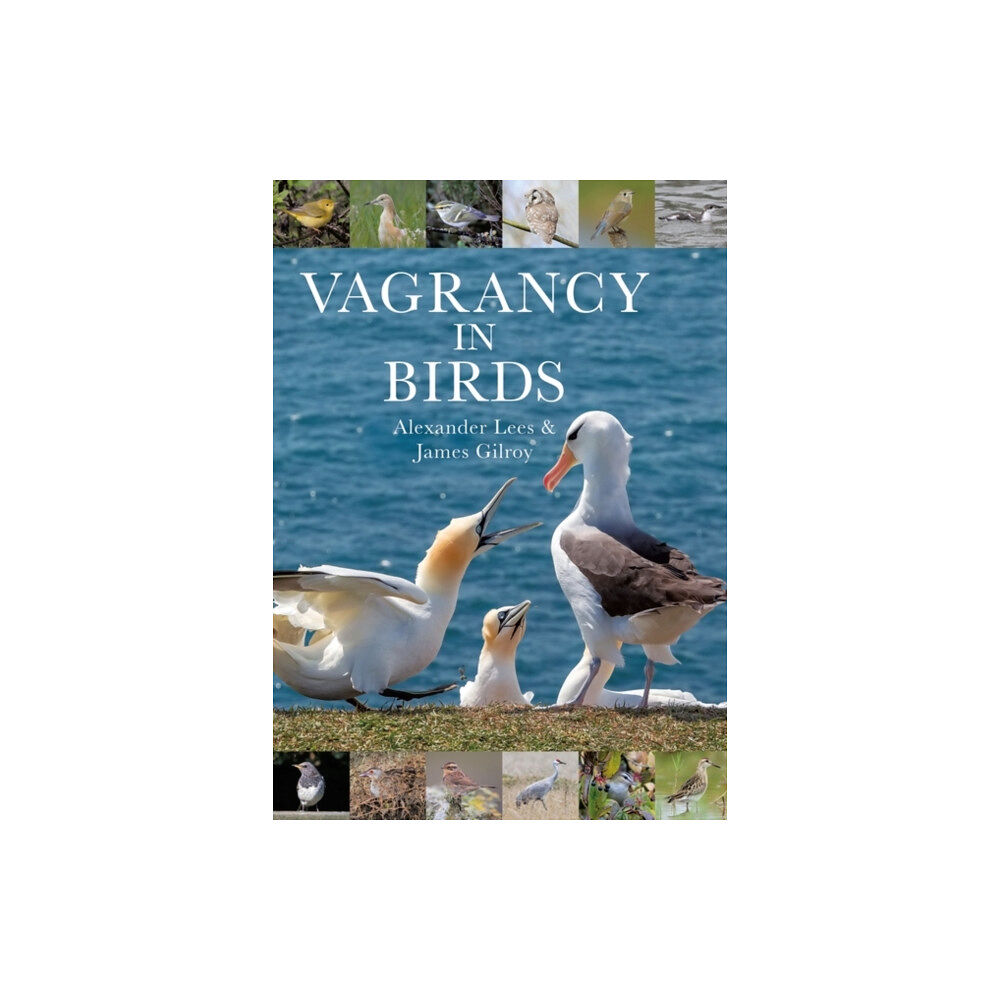 Bloomsbury Publishing PLC Vagrancy in Birds (inbunden, eng)