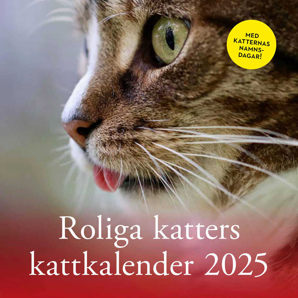 Pug Förlag Roliga katters kattkalender 2025 (häftad)