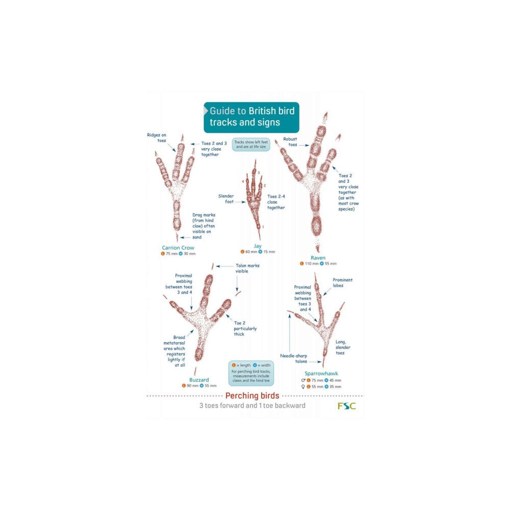 Field Studies Council Guide to British bird tracks and signs (häftad, eng)