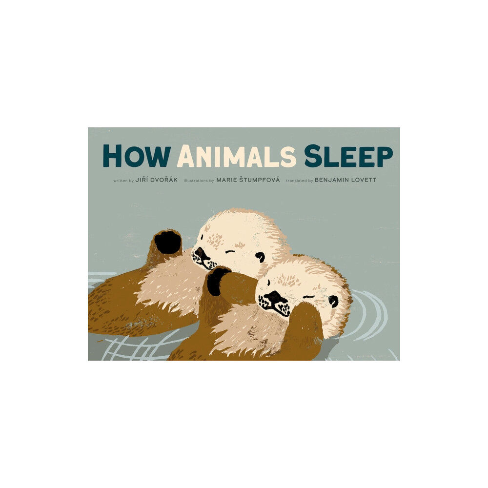 Red Comet Press LLC How Animals Sleep (inbunden, eng)