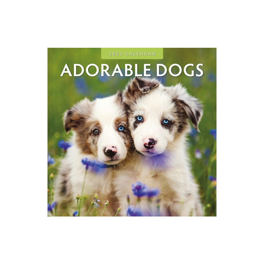 Red Robin Publishing Ltd. Adorable Dogs 2025 Square Wall Calendar (häftad, eng)