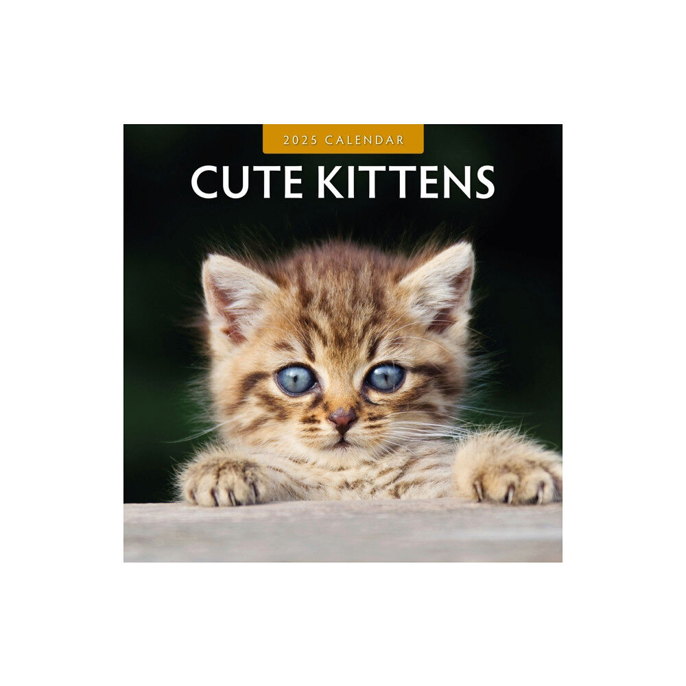 Red Robin Publishing Ltd. Cute Kittens 2025 Square Wall Calendar (häftad, eng)