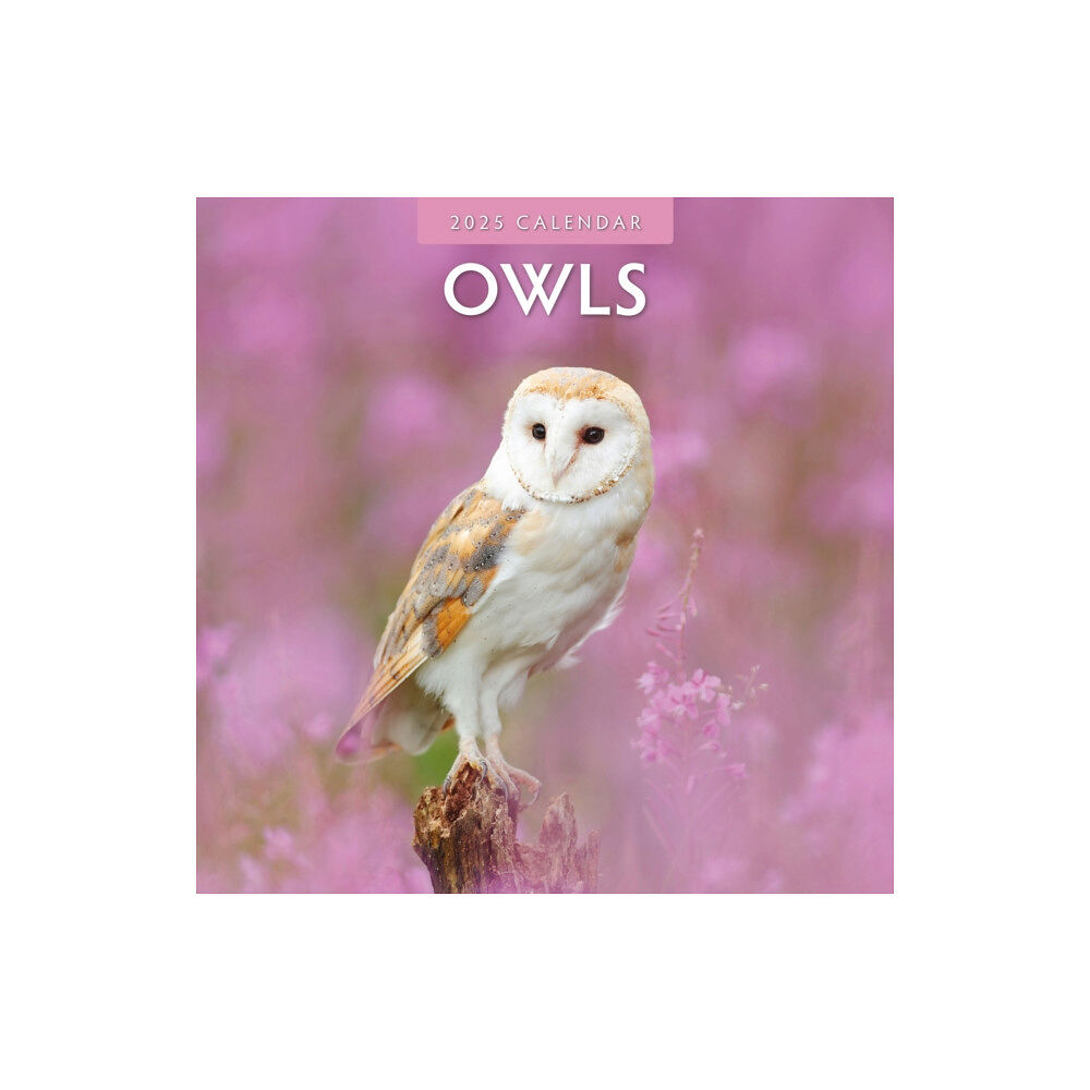 Red Robin Publishing Ltd. Owls 2025 Square Wall Calendar (häftad, eng)