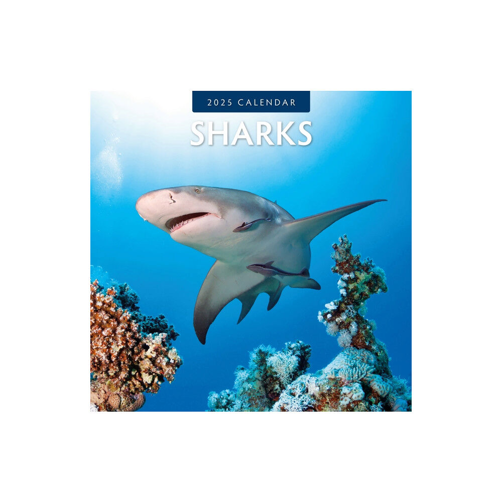 Red Robin Publishing Ltd. Sharks 2025 Square Wall Calendar (häftad, eng)