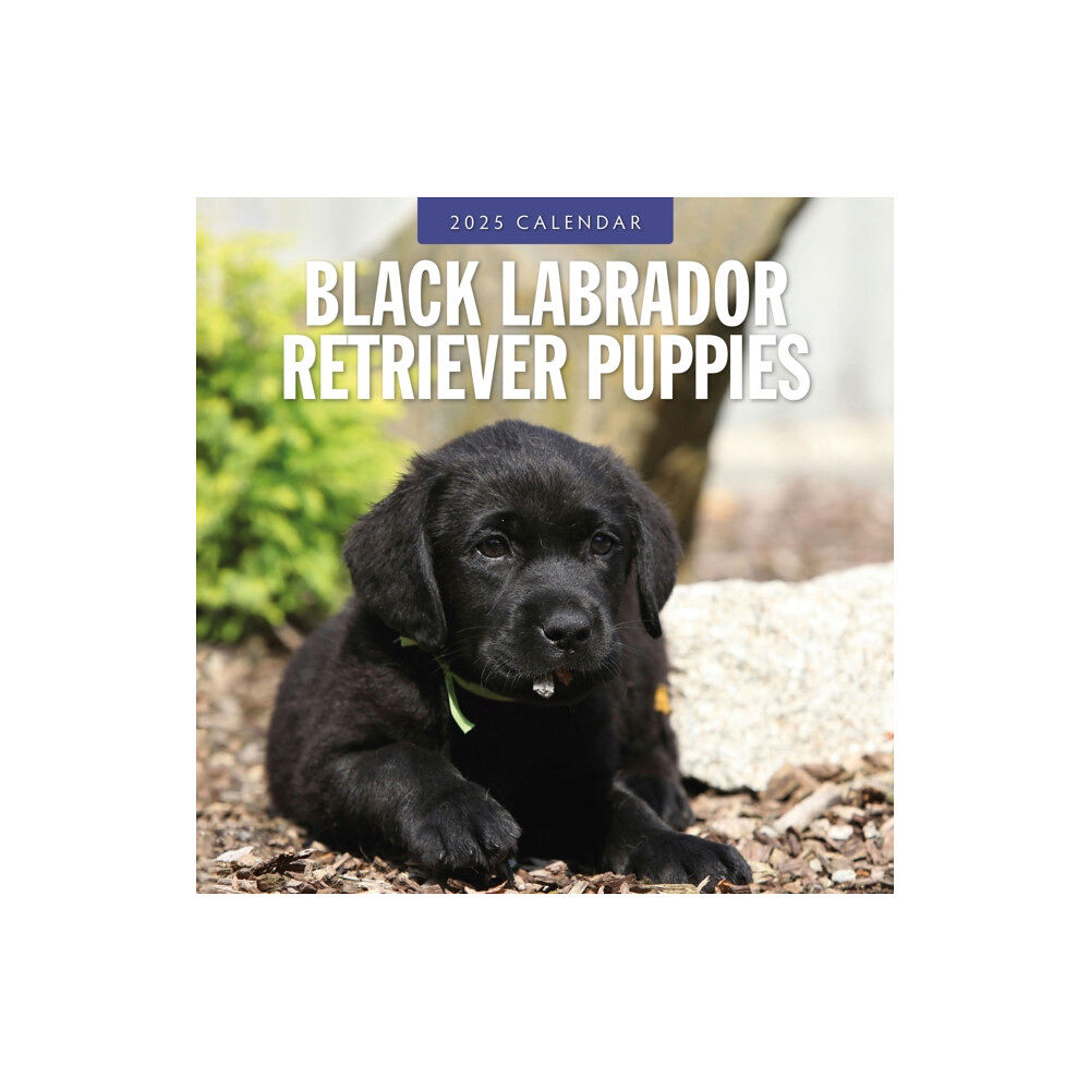 Red Robin Publishing Ltd. Black Labrador Retriever Puppies 2025 Square Wall Calendar (häftad, eng)