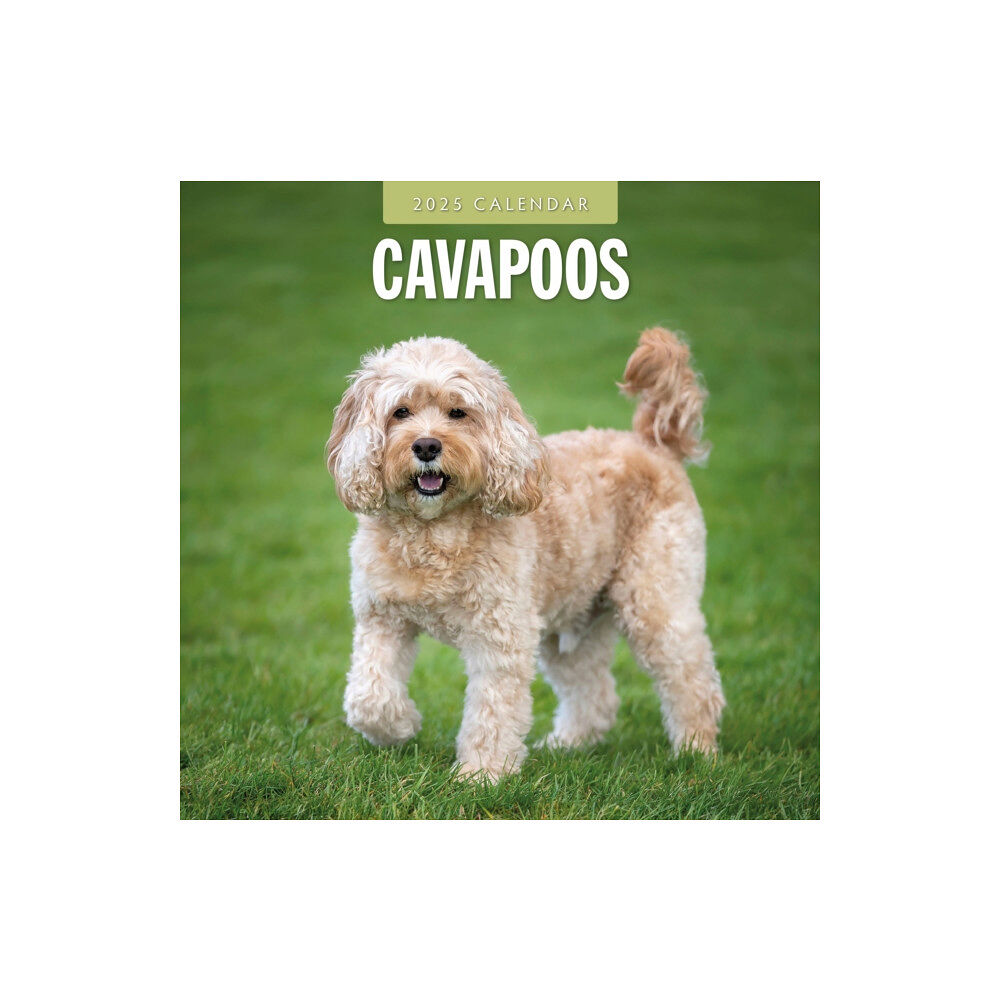 Red Robin Publishing Ltd. Cavapoos 2025 Square Wall Calendar (häftad, eng)