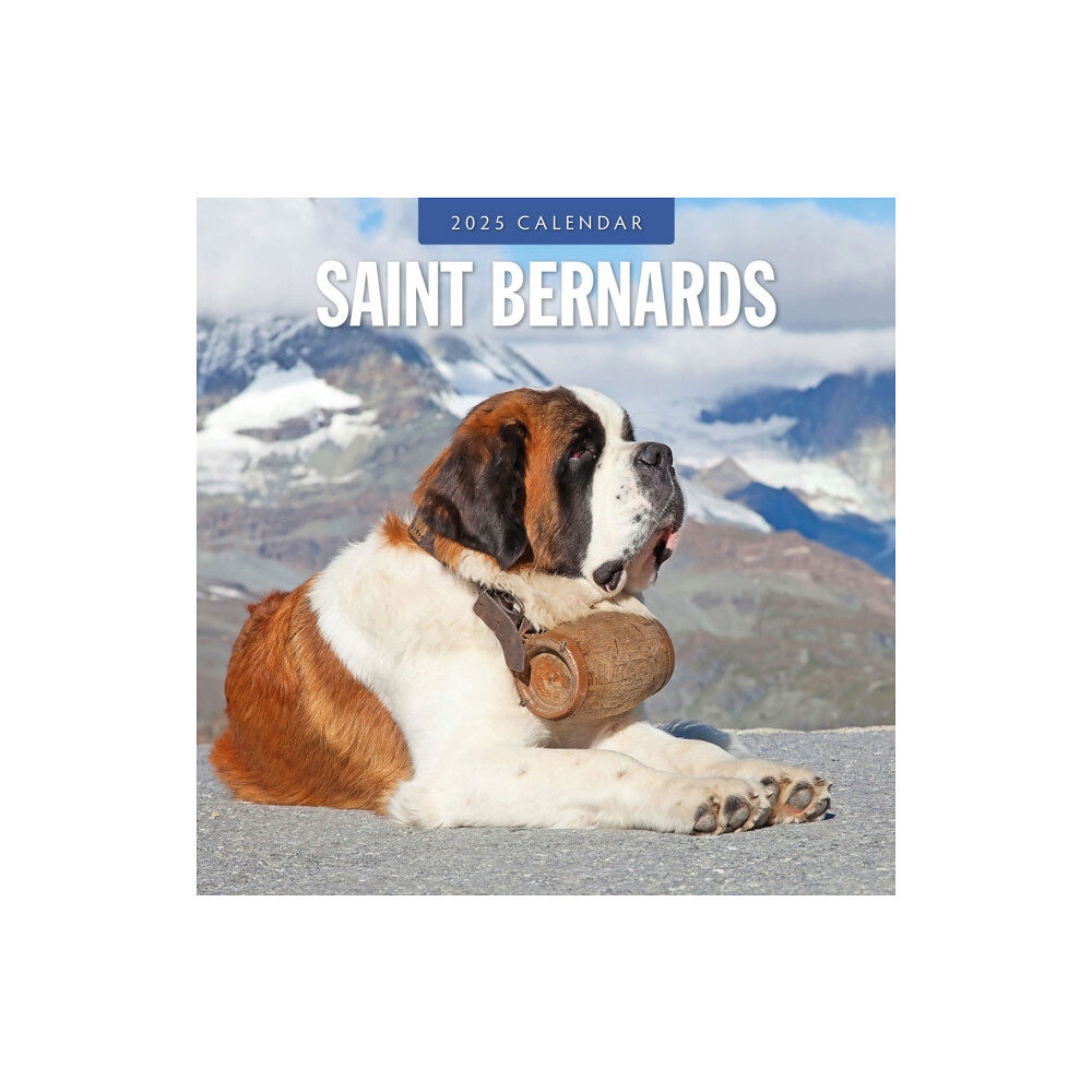 Red Robin Publishing Ltd. Saint Bernards 2025 Square Wall Calendar (häftad, eng)