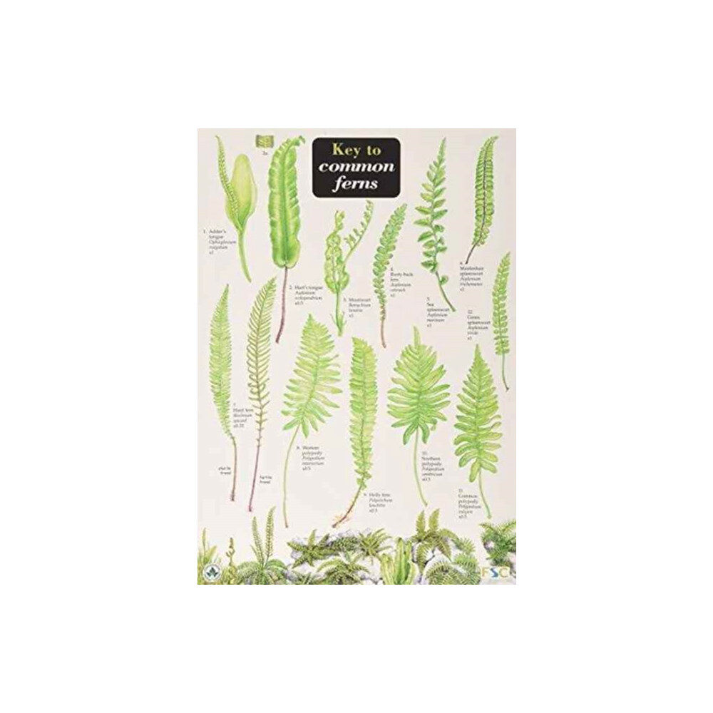 Field Studies Council Key to Common Ferns (bok, eng)