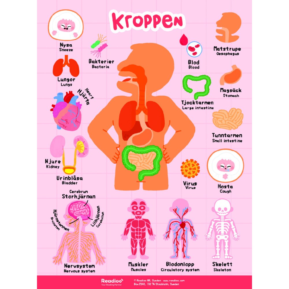 Ny värld förlag Poster: Kroppen