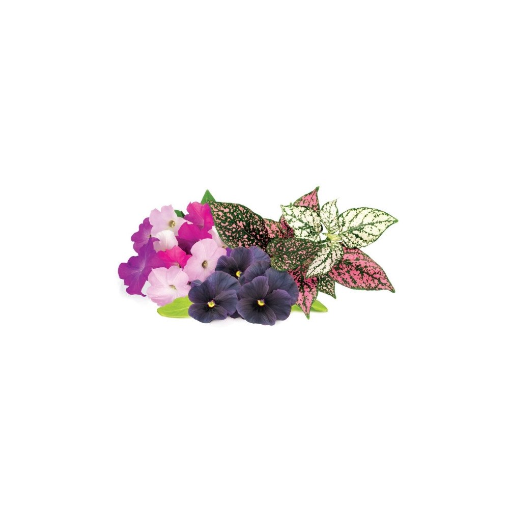 Click and Grow Click Grow Click and Grow Smart Garden Refill, Förpackning m...