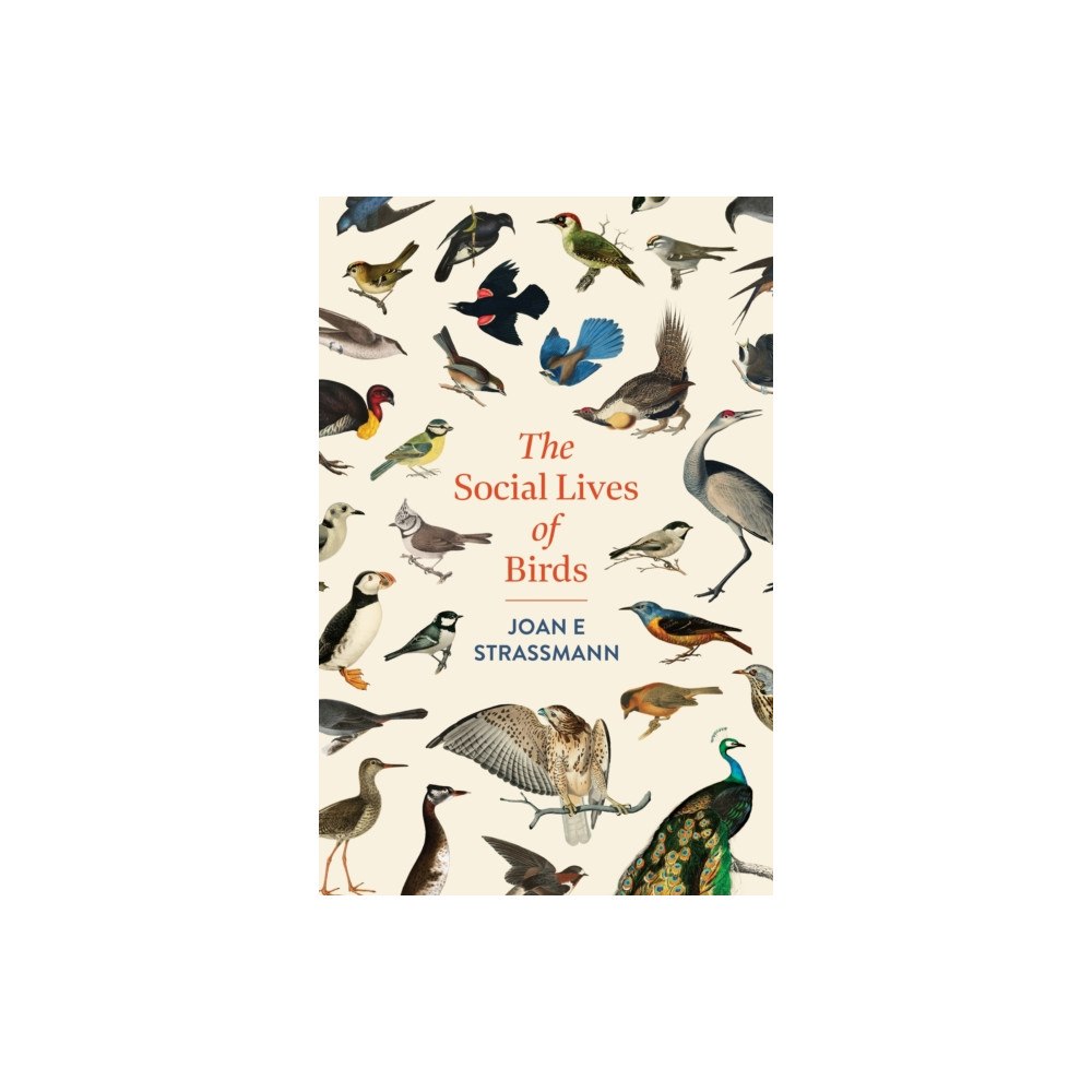 Headline Publishing Group The Social Lives of Birds (inbunden, eng)