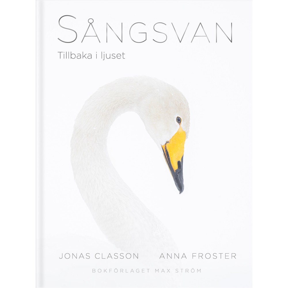 Anna Froster Sångsvan : Tillbaka i ljuset (inbunden)