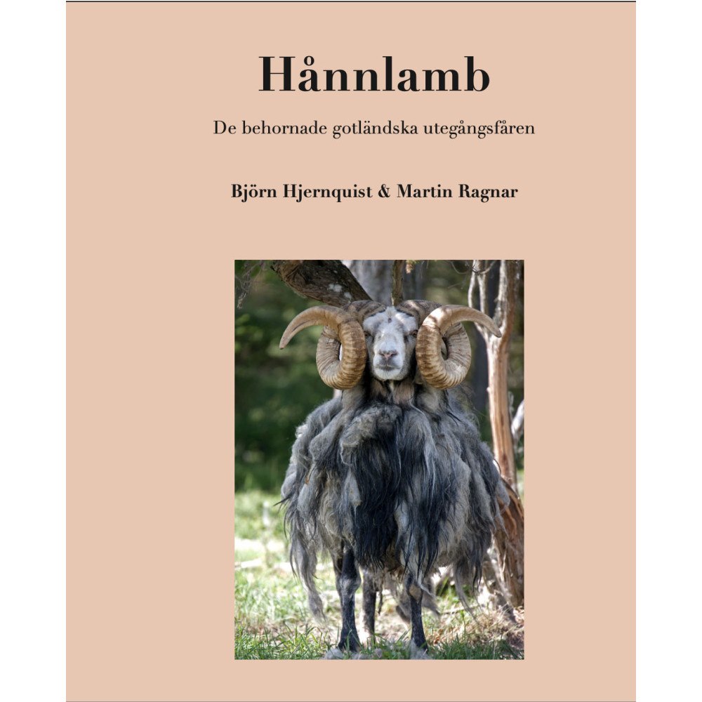 Björn Hjernquist Hånnlamb : de behornade gotländska utegångsfåren (inbunden)