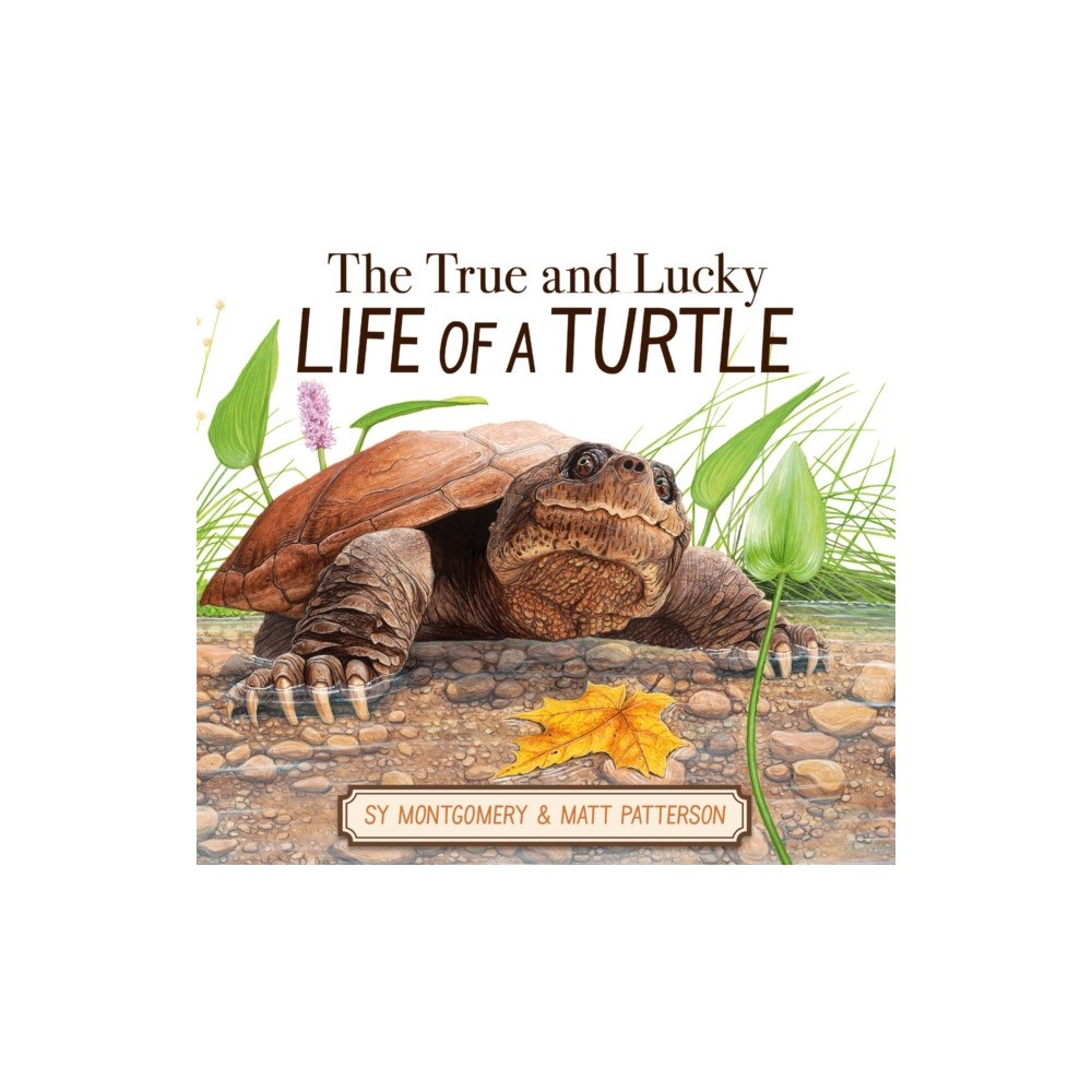 Harpercollins publishers inc The True and Lucky Life of a Turtle (inbunden, eng)