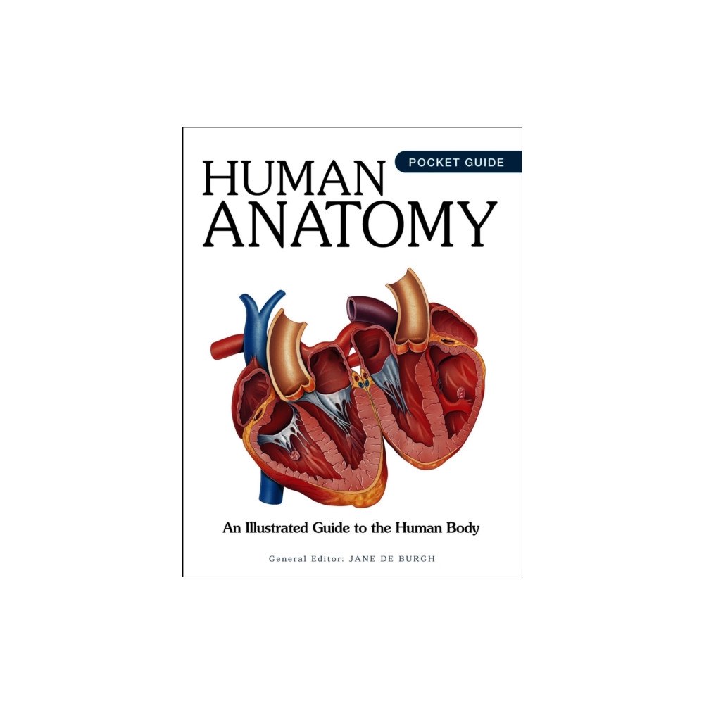 Amber Books Ltd Human Anatomy (häftad, eng)