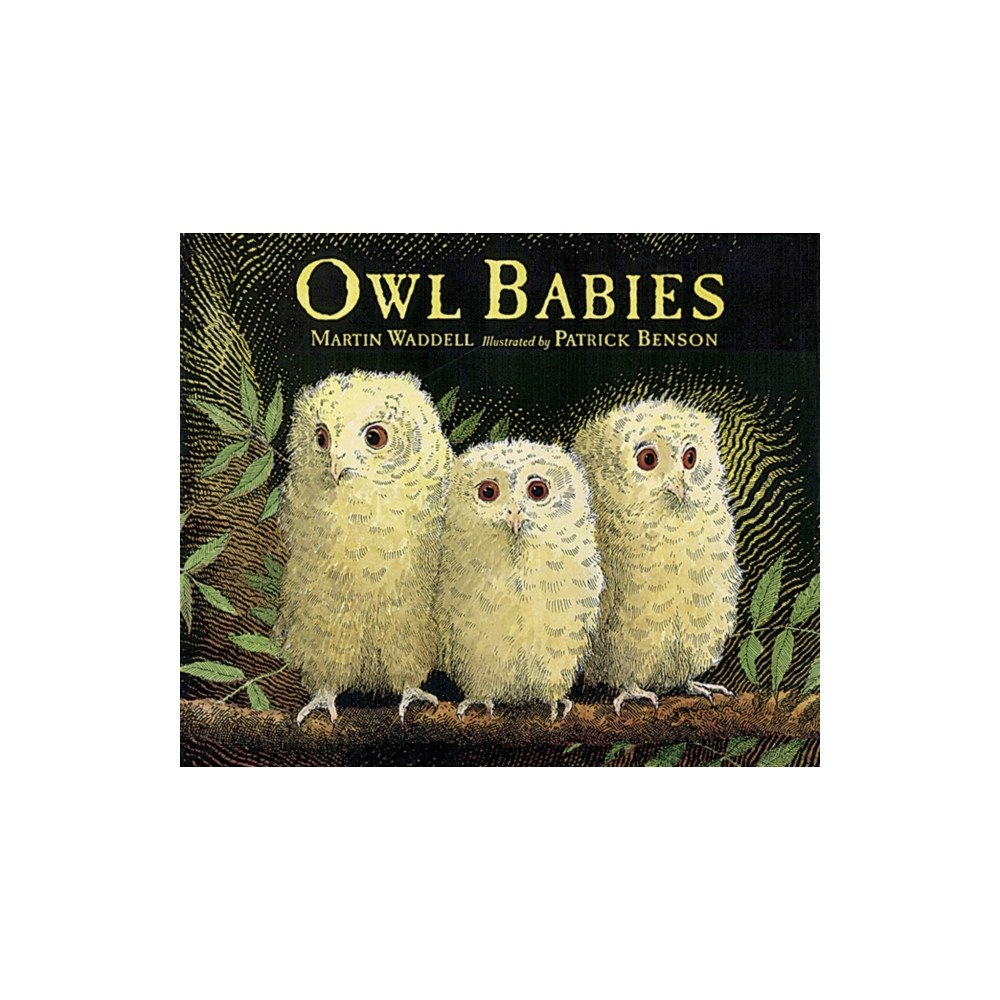 Not Stated Owl Babies Big Book (häftad, eng)