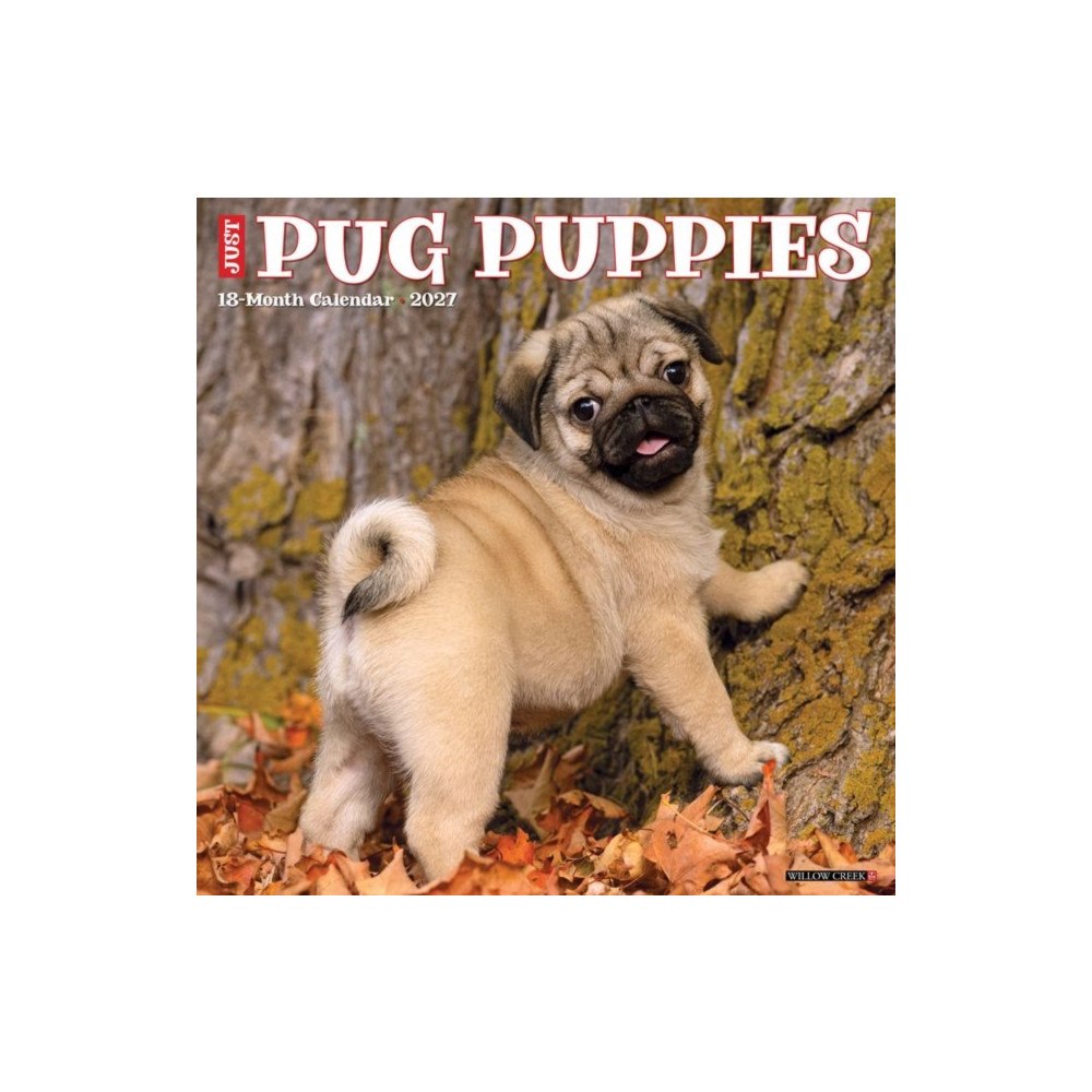 Willow Creek Press Pug Puppies 2027 Wall (häftad, eng)