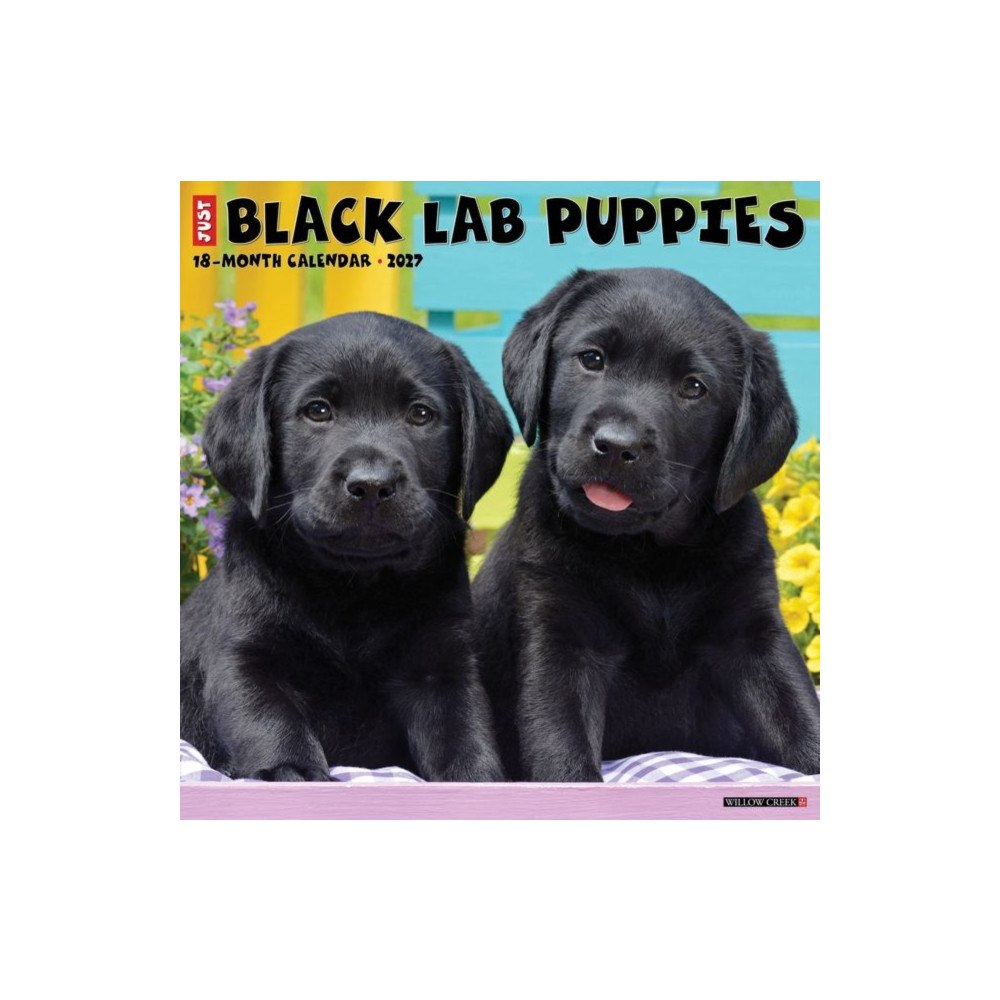 Willow Creek Press Black Lab Puppies 2027 Wall (häftad, eng)