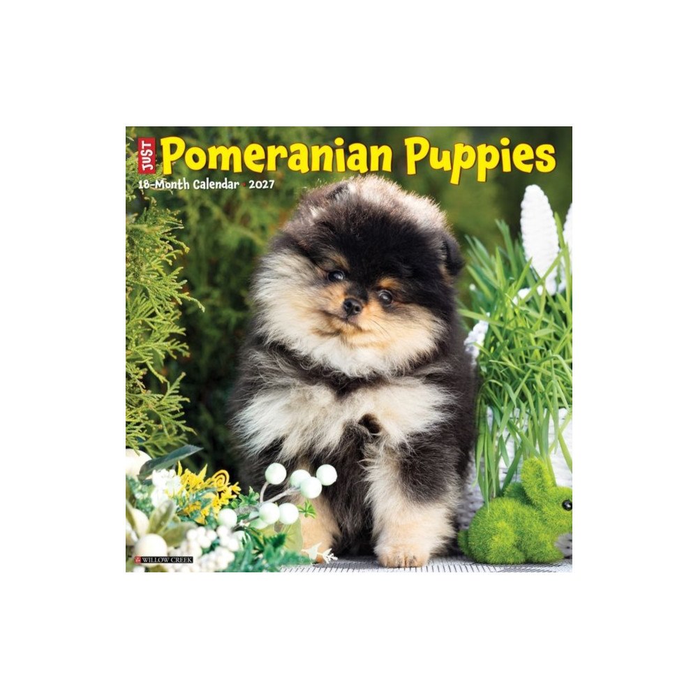 Willow Creek Press Pomeranian Puppies 2027 Wall (häftad, eng)