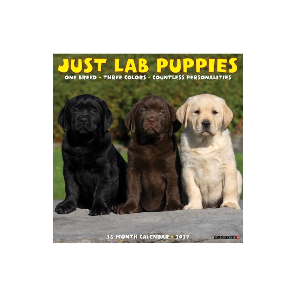 Willow Creek Press Lab Puppies 2027 Wall (häftad, eng)